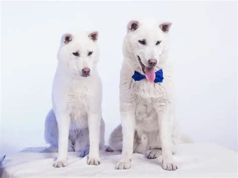 Kishu Ken | Dog Breed Info, Guide & Care