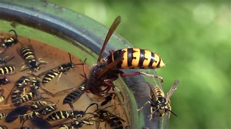 How To Make A 4-Step DIY Wasp Trap