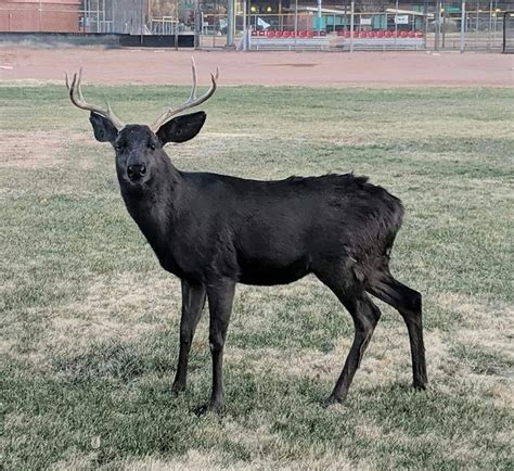 Top 94+ Pictures Melanistic (black Hair) Mule Deer Fawn Full HD, 2k, 4k