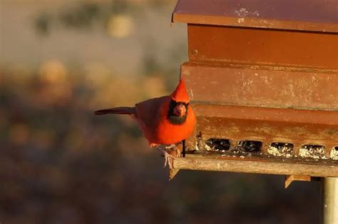 Northern Cardinal - Bird Feeder Hub