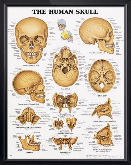 The Human Skull Chart 20x26 | Skull anatomy, Human skull anatomy, Human anatomy and physiology