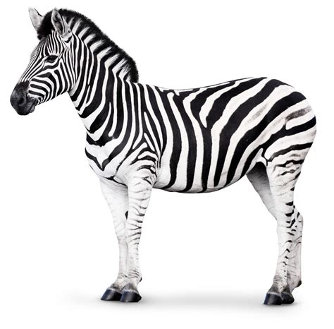 Where Do Zebra Live : Zebra Habitat About Zebras Online Biology Dictionary : It's how they stay ...