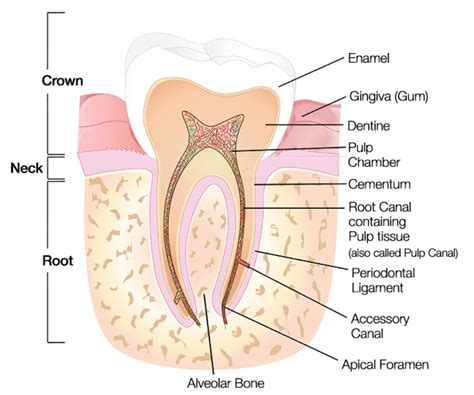 Understanding The Anatomy Of Teeth | A Brief Guide