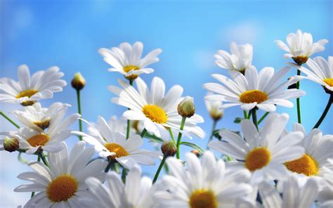 Daisies Wallpaper Phone at Charles Pope blog