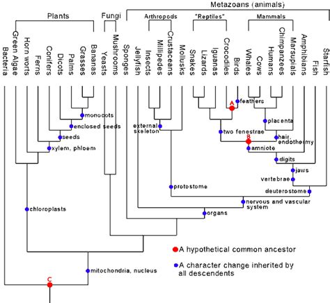 biology - Does DNA add credibility to the theory of evolution? - Skeptics Stack Exchange