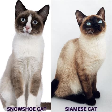 Snowshoe Cat Vs Siamese: Comparing The Snowshoe Siamese Cat Breed Traits, Color, Personality ...