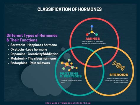 Hormones List And Functions