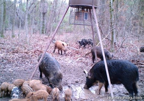 Feral Hog Hunting Tips | Hog Hunting