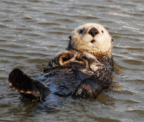 Amazing Sea Otter - Sea Otter Facts, Photos, Information, Habitats, News | Most Unbelievable ...