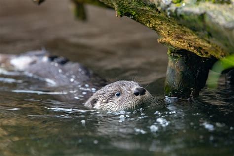 River Otter Pups Take Their Swim Lessons Outside