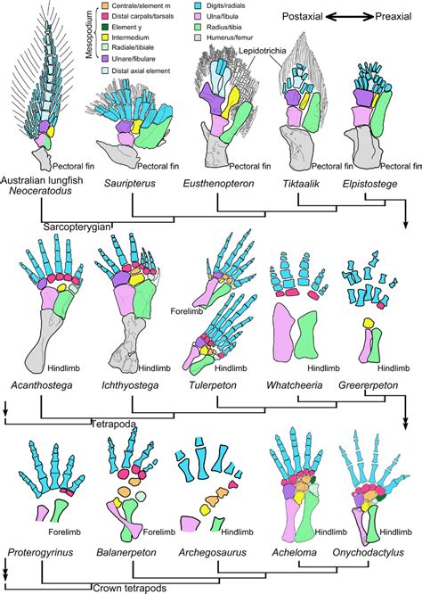 Origin, evolution, and development of the distal carpals/tarsals during... | Download Scientific ...