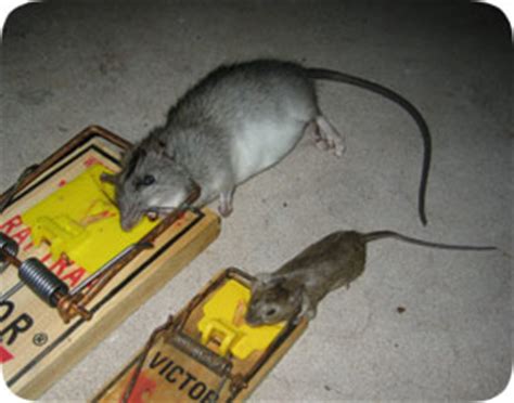 Florida Mice and Rat Removal and Pest Control - Jacksonville & Orlando FL