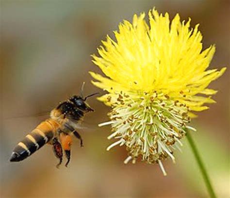 Honey Bee Species | Modern Farming Methods