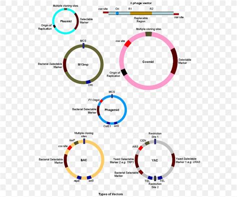 Cloning Vector Molecular Cloning Gene, PNG, 579x683px, Cloning Vector ...