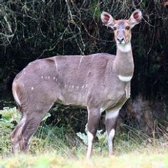 Mountain Nyala Hunting