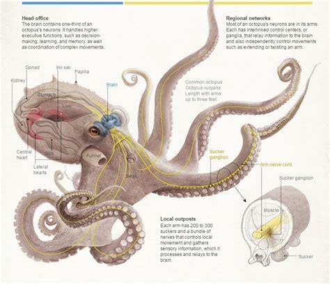 How To Escape A Giant Octopus | Animali marini, Animali, Cose da disegnare