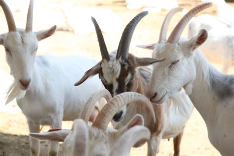 Saanen Goats | Sannen Farm