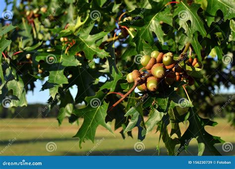 Acorns on the Part of Tree Oak Stock Image - Image of view, leavs ...