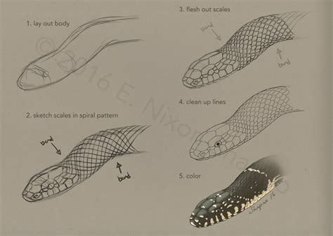 Snake Scale Layout (colubrids) by elizabethnixon on DeviantArt