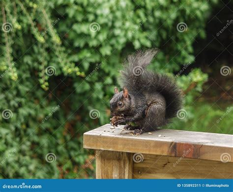 Black Eastern Grey Squirrel Eating Walnuts on a Wooden Railing. Stock Image - Image of chewing ...