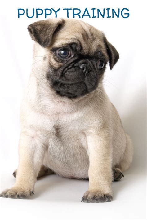 Pug Puppy training tips. How to train a Pug puppy