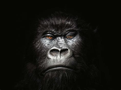 Cool Gorilla Wallpapers - Top Free Cool Gorilla Backgrounds - WallpaperAccess