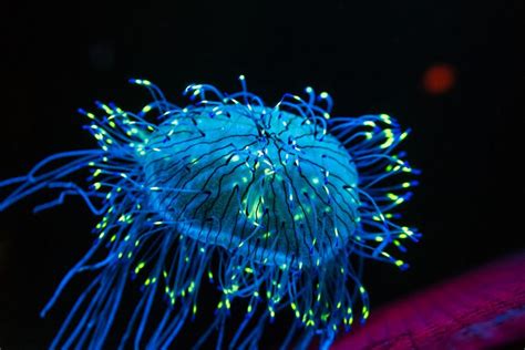 A bioluminescent jellyfish. Image courtesy of Chris Favero | Bioluminescence, Bioluminescent ...