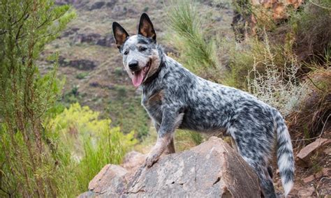 Blue Tick Heeler Black Lab Mix