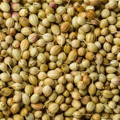 Whole Coriander Seeds 200g 100% Pure Organic and Natural | Etsy