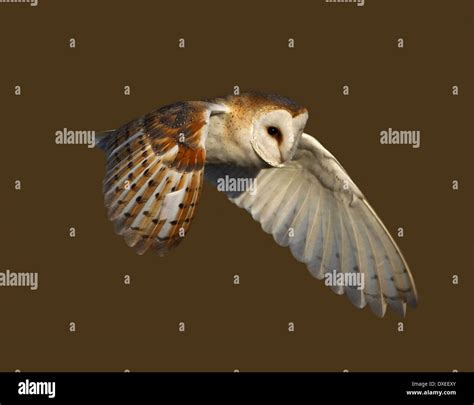 Barn owl hunting Stock Photo - Alamy