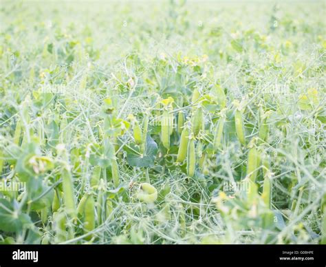 Pisum sativum, pea pods Stock Photo - Alamy