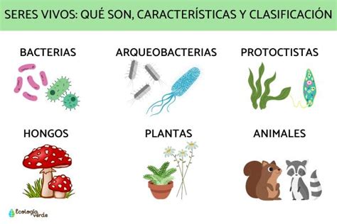 Seres vivos: qué son, características y clasificación - Resumen