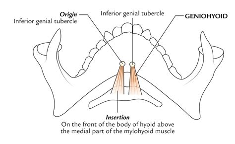 Geniohyoid Muscle – Earth's Lab