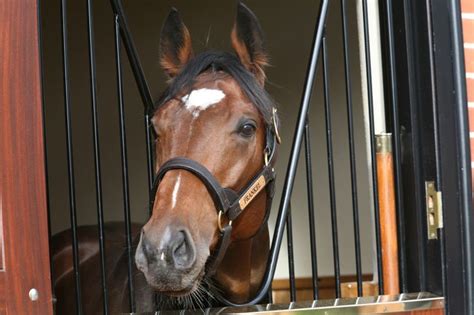 Frankel | Horses, Racehorse, Thoroughbred