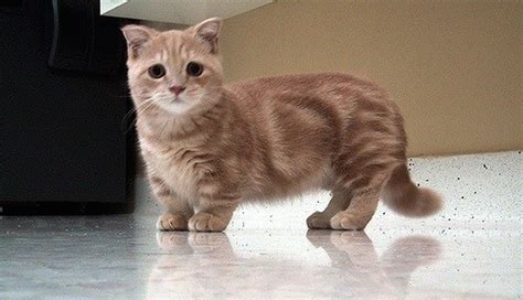 21 Munchkin Cats That Are So Adorable, You Won’t Believe They Are Real « Paw My Gosh