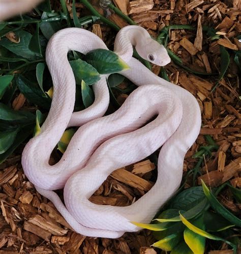 How to Get Rid of Snake Mites: A Guide for Snake Owners