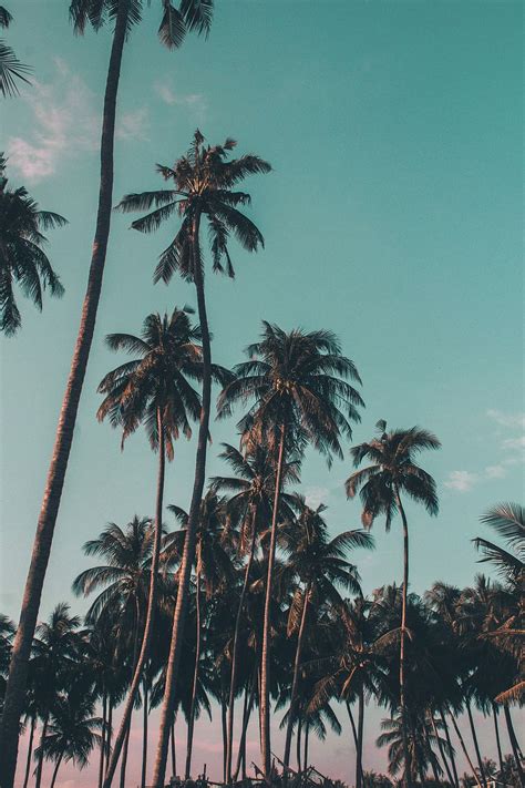 Palm Trees Wallpaper 4k