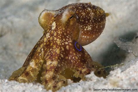 Ocellated octopus (octopus mohoti) by Jason Isley, via Flickr Octopus Octopus, Sea Life, Jason ...