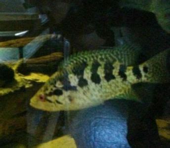 Jaguar cichlid fish colors and color change for Parachromis managuensis ...