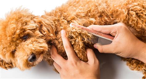 Poodle Grooming - A Complete Guide To How To Groom A Poodle