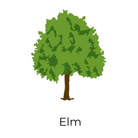 Elm Tree Design 2709954 Vector Art at Vecteezy