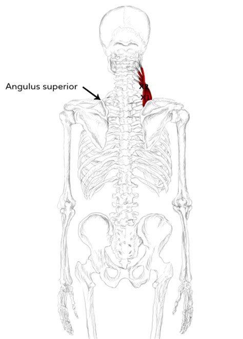 Levator scapulae muscle pain & trigger points