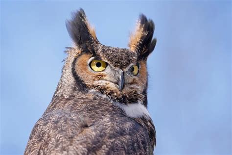 15 Interesting Facts About The Great Horned Owl