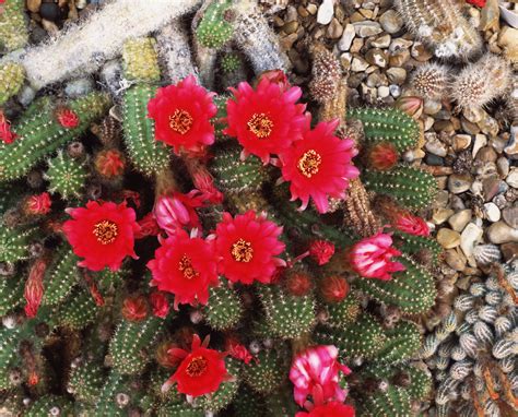 21 Best Cactus Plants to Grow in Your Garden