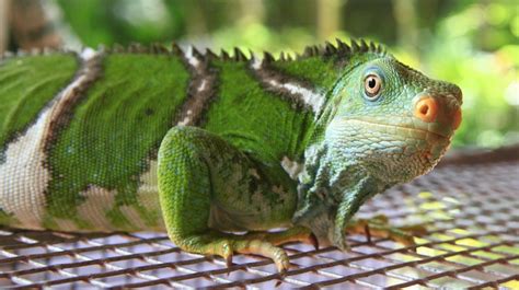 Fiji Crested Iguana | Iguana, Animals, Endangered reptiles