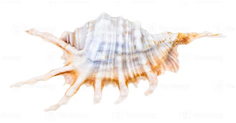 blue shell of murex snail isolated on white 10759764 Stock Photo at Vecteezy