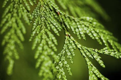 Cedar Tree Identification - Gardenerdy