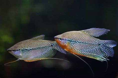 Pearl gourami (Trichopodus leerii) | Aquariadise