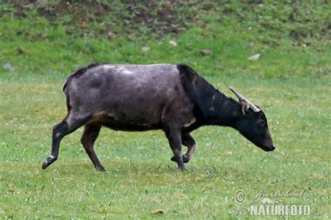 Lowland Anoa Photos, Lowland Anoa Images, Nature Wildlife Pictures ...