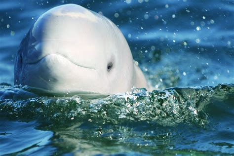 Five Fascinating Facts About Beluga Whales | Frontiers North Adventures